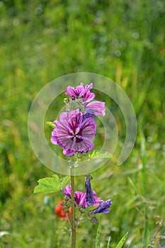 Wildly mallow in green meadow