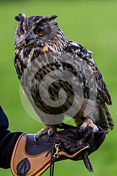 Eagle owl in Wildpark Neuhaus