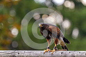 Eagle in Wildpark Neuhaus