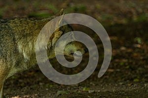 Wolf in Wildpark Neuhaus