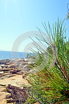 Wilds Conifer plants at the seaside