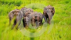 Wilds Elephant