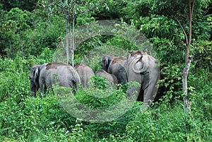 Wilds Elephant