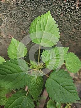 wilds plants grass weeds green