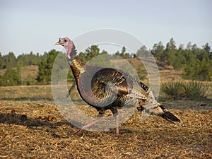 WildTurkey