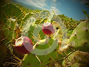 Wildwest Cactus Landscape photo