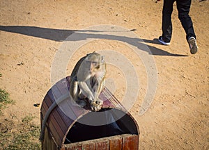 Wildwife monkey in Angkor Wat Temple