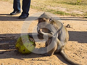 Wildwife monkey in Angkor Wat Temple