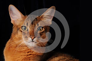 Wiled and hypnotic look of somali cat ruddy color