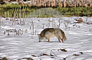 Wiley Coyote at Yosemite