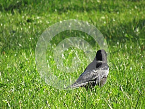 swallow siting in green grass
