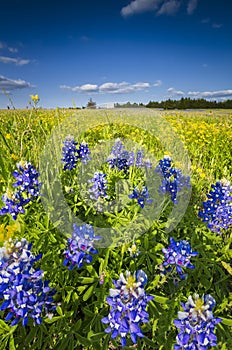 Wilflower Field in Palmer, TX