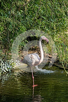 Wilhelma flamingos in natural park garden with flowers in Stuttgart in spring time