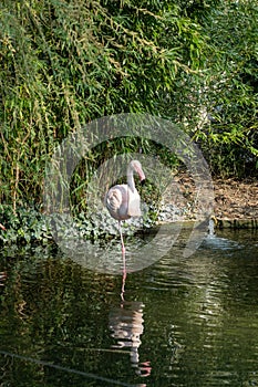 Wilhelma flamingos in natural park garden with flowers in Stuttgart in spring time