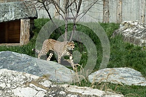 Wilhelma natural park in Stuttgart nature and wildlife zoo