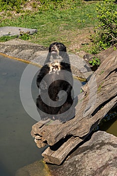 Wilhelma natural park in Stuttgart nature and wildlife zoo