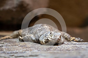 Wilhelma natural park in Stuttgart nature and wildlife zoo