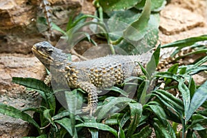 Wilhelma natural park in Stuttgart nature and wildlife zoo