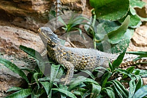 Wilhelma natural park in Stuttgart nature and wildlife zoo