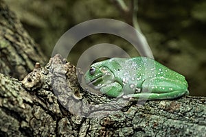 Wilhelma natural park in Stuttgart nature and wildlife zoo