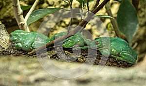 Wilhelma natural park in Stuttgart nature and wildlife zoo