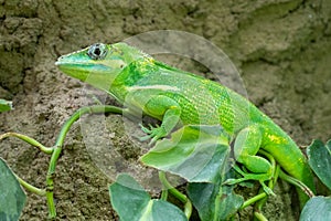 Wilhelma natural park in Stuttgart nature and wildlife zoo