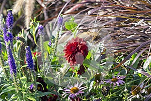 A dahlia flower in a flower bed