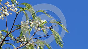 Wilka foliage and flowers.