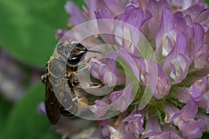 Wilke`s Mining Bee - Andrena wilkella