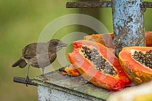 Will beat beautiful cinerea bird eating banana - Thamnomanes caesius