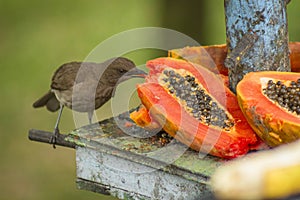 Will beat beautiful cinerea bird eating banana - Thamnomanes caesius