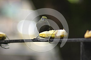 Will beat beautiful cinerea bird eating banana - Thamnomanes caesius