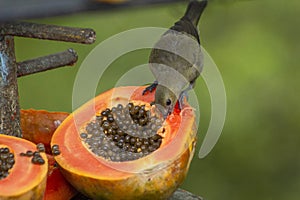 Will beat beautiful cinerea bird eating banana - Thamnomanes caesius