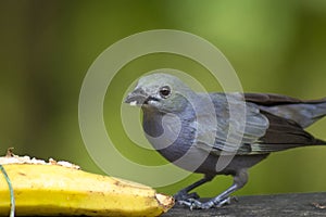 Will beat beautiful cinerea bird eating banana - Thamnomanes caesius