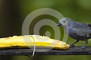 Will beat beautiful cinerea bird eating banana - Thamnomanes caesius