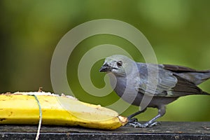 Will beat beautiful cinerea bird eating banana - Thamnomanes caesius