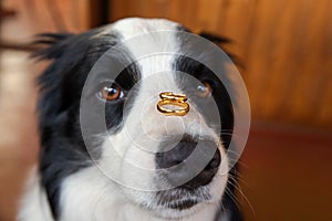 Will you marry me. Funny portrait of cute puppy dog border collie holding two golden wedding rings on nose, close up