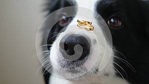 Will you marry me. Funny portrait of cute puppy dog border collie holding two golden wedding rings on nose, close up