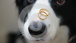 Will you marry me. Funny portrait of cute puppy dog border collie holding two golden wedding rings on nose, close up