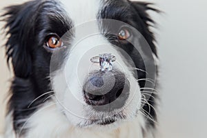 Will you marry me. Funny portrait of cute puppy dog border collie holding wedding ring on nose isolated on white