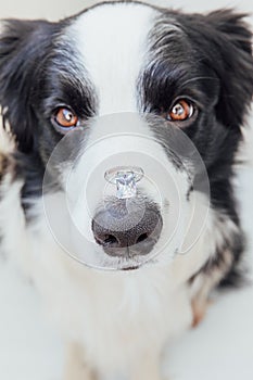 Will you marry me. Funny portrait of cute puppy dog border collie holding wedding ring on nose isolated on white