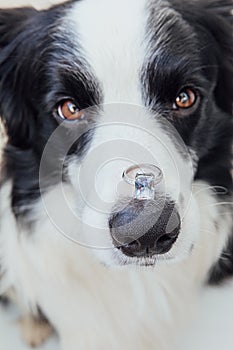 Will you marry me. Funny portrait of cute puppy dog border collie holding wedding ring on nose isolated on white