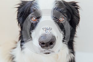 Will you marry me. Funny portrait of cute puppy dog border collie holding wedding ring on nose isolated on white