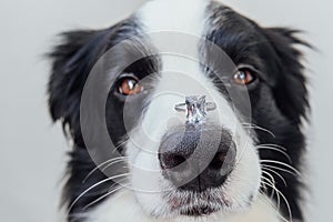 Will you marry me. Funny portrait of cute puppy dog border collie holding wedding ring on nose isolated on white