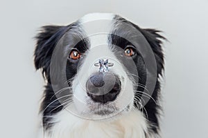 Will you marry me. Funny portrait of cute puppy dog border collie holding wedding ring on nose isolated on white