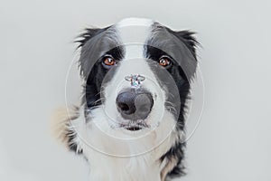 Will you marry me. Funny portrait of cute puppy dog border collie holding wedding ring on nose isolated on white background.