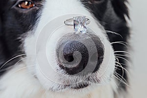 Will you marry me. Funny portrait of cute puppy dog border collie holding wedding ring on nose isolated on white background.