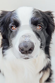 Will you marry me. Funny portrait of cute puppy dog border collie holding wedding ring on nose isolated on white background.