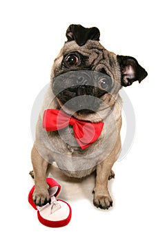 Will you marry me pug