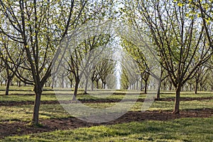 Willamette Valley Hazelnut Orchard near Salem, Oregon